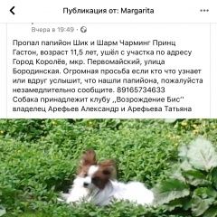 Подробнее об объявлении «Пропала собака помогите найти папильона Королев» Фото: пропала собака Папильон ( папийон) «Пропала собака помогите найти папильона Королев» в г. Королев