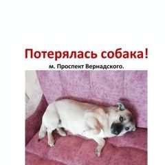 Подробнее об объявлении «Пропала собака проспект вернадского Москва» Фото: пропала собака  «Пропала собака проспект вернадского Москва» в г. Москва