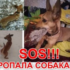 Подробнее об объявлении «Пропала собака кобель Владимир» Фото: пропала собака  «Пропала собака кобель Владимир» в г. Владимир