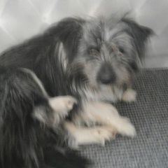 Подробнее об объявлении «Анапа Пропала собака кобель» Фото: пропала собака  «Анапа Пропала собака кобель» в г. Анапа