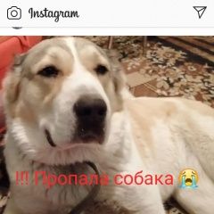 Подробнее об объявлении «Батайск Пропала собака» Фото: пропала собака Среднеазиатская овчарка «Батайск Пропала собака» в г. Батайск