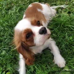Подробнее об объявлении «Пропала собака Можайск» Фото: пропала собака Кавалер кинг чарльз спаниель «Пропала собака Можайск» в г. Можайск