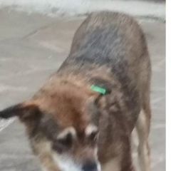 Подробнее об объявлении «Пропала собака Нарофоминск» Фото: пропала собака  «Пропала собака Нарофоминск» в г. Нарофоминск