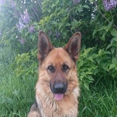 Подробнее об объявлении «Анапа Пропала собака» Фото: пропала собака Немецкая овчарка «Анапа Пропала собака» в г. Анапа
