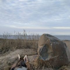 Подробнее об объявлении «Пропала собака Гдов» Фото: пропала собака  «Пропала собака Гдов» в г. Гдов