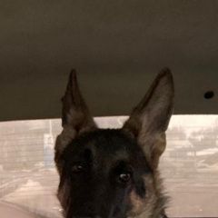 Подробнее об объявлении «Пропала собака кобель мальчик немецкой овчарки Набережные Челны» Фото: пропала собака Немецкая овчарка «Пропала собака кобель мальчик немецкой овчарки...» в г. Набережные Челны