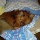 Подробнее об объявлении «Пропала собака кобель померанский шпиц Санкт-Петербург» Фото: пропала собака Померанский шпиц «Пропала собака кобель померанский шпиц...» в г. Санкт-Петербург