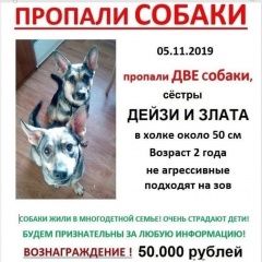 Подробнее об объявлении «Пропала собака Видное» Фото: пропала собака  «Пропала собака Видное» в г. Видное