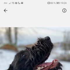 Подробнее об объявлении «Пропала собака кобель  Дмитров» Фото: пропала собака Дратхаар «Пропала собака кобель  Дмитров» в г. Дмитров