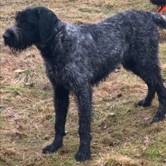 Подробнее об объявлении «Пропала собака кобель  Дмитров» Фото: пропала собака Дратхаар «Пропала собака кобель  Дмитров» в г. Дмитров