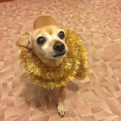 Подробнее об объявлении «Пропала собака м.горьковская Санкт-Петербург» Фото: пропала собака  «Пропала собака м.горьковская Санкт-Петербург» в г. Санкт-Петербург