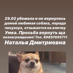 Подробнее об объявлении «Ростов-на-Дону Пропала собака» Фото: пропала собака Чихуахуа «Ростов-на-Дону Пропала собака» в г. Ростов-на-Дону