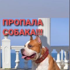 Подробнее об объявлении «Севастополь Пропала собака кобель американский стафф» Фото: пропала собака Американский стаффордширский терьер «Севастополь Пропала собака кобель американский...» в г. Севастополь