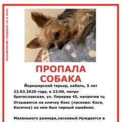 Подробнее об объявлении «Пропала собака кобель Москва» Фото: пропала собака Йоркширский терьер «Пропала собака кобель Москва» в г. Москва