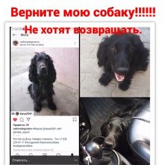 Подробнее об объявлении «Ростов-на-Дону Пропала собака кобель» Фото: пропала собака Английский кокер-спаниель «Ростов-на-Дону Пропала собака кобель» в г. Ростов-на-Дону