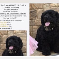 Подробнее об объявлении «Севастополь Пропала собака кобель» Фото: пропала собака  «Севастополь Пропала собака кобель» в г. Севастополь