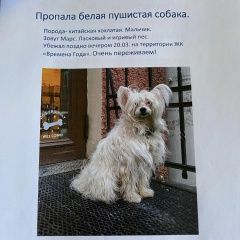 Подробнее об объявлении «Пропала собака кобель китайская хохлатая белый окрас пушистая Санкт-Петербург» Фото: пропала собака Китайская хохлатая собака «Пропала собака кобель китайская хохлатая белый...» в г. Санкт-Петербург