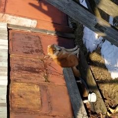 Подробнее об объявлении «Уваровка Пропала собака кобель в районе д.кузяево можайского района» Фото: пропала собака Акита-ину «Уваровка Пропала собака кобель в районе...» в г. Уваровка