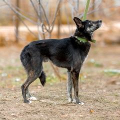 Подробнее об объявлении «Пропала собака кобель черный кобель антошка Москва» Фото: пропала собака  «Пропала собака кобель черный кобель антошка Москва» в г. Москва