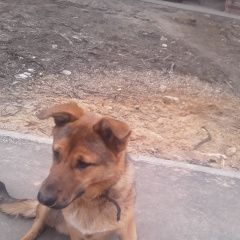 Подробнее об объявлении «Пропала собака кобель   Электросталь» Фото: пропала собака  «Пропала собака кобель   Электросталь» в г. Электросталь