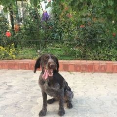 Подробнее об объявлении «Анапа Пропала собака в посёлке сукко» Фото: пропала собака  «Анапа Пропала собака в посёлке сукко» в г. Анапа