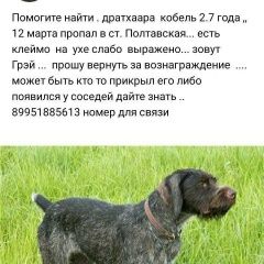 Подробнее об объявлении «Красноармейская Пропала собака поиск продолжается..» Фото: пропала собака Дратхаар «Красноармейская Пропала собака поиск...» в г. Красноармейская