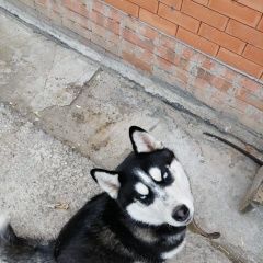 Подробнее об объявлении «Батайск Пропала собака кобель» Фото: пропала собака  «Батайск Пропала собака кобель» в г. Батайск