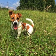 Подробнее об объявлении «Тюмень Пропала собака кобель помогите найти члена семьи» Фото: пропала собака Джек рассел терьер «Тюмень Пропала собака кобель помогите найти...» в г. Тюмень