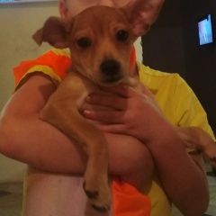 Подробнее об объявлении «Пропала собака кобель щенок Волоконовка» Фото: пропала собака Карликовый пинчер «Пропала собака кобель щенок Волоконовка» в г. Волоконовка