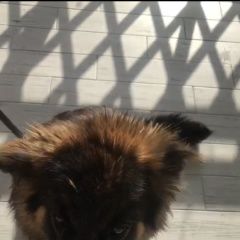 Подробнее об объявлении «Анапа Пропала собака девочка зовут грета» Фото: пропала собака  «Анапа Пропала собака девочка зовут грета» в г. Анапа