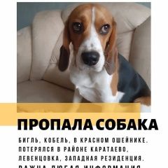 Подробнее об объявлении «Ростов-на-Дону Пропала собака кобель» Фото: пропала собака Бигль «Ростов-на-Дону Пропала собака кобель» в г. Ростов-на-Дону