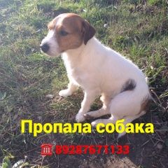 Подробнее об объявлении «Ростов-на-Дону Пропала собака кобель» Фото: пропала собака Джек рассел терьер «Ростов-на-Дону Пропала собака кобель» в г. Ростов-на-Дону