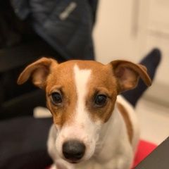 Подробнее об объявлении «Пропала собака кобель помогите вернуть питомца Нарофоминск» Фото: пропала собака Джек рассел терьер «Пропала собака кобель помогите вернуть питомца...» в г. Нарофоминск