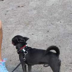 Подробнее об объявлении «Пропала собака кобель. кличка марсель. Санкт-Петербург» Фото: пропала собака Чихуахуа «Пропала собака кобель. кличка марсель....» в г. Санкт-Петербург