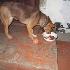 Подробнее об объявлении «Пропала собака помогите найти марту Краснодар» Фото: пропала собака  «Пропала собака помогите найти марту Краснодар» в г. Краснодар