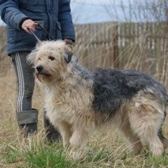 Подробнее об объявлении «Пропала собака кобель метис эрдельтерьера, васкелово, ло Санкт-Петербург» Фото: пропала собака  «Пропала собака кобель метис эрдельтерьера,...» в г. Санкт-Петербург