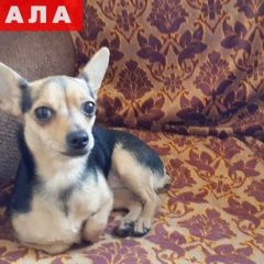 Подробнее об объявлении «Пропала собака Тамбов» Фото: пропала собака Карликовый пинчер «Пропала собака Тамбов» в г. Тамбов