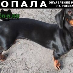 Подробнее об объявлении «Пропала собака Тихорецк» Фото: пропала собака Такса «Пропала собака Тихорецк» в г. Тихорецк
