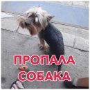 Подробнее об объявлении «Павловский Посад Пропала собака кобель» Фото: пропала собака Йоркширский терьер «Павловский Посад Пропала собака кобель» в г. Павловский Посад