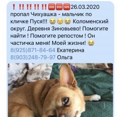 Подробнее об объявлении «Коломна Пропала собака кобель» Фото: пропала собака Чихуахуа «Коломна Пропала собака кобель» в г. Коломна