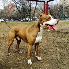 Подробнее об объявлении «Пропала собака кобель Москва» Фото: пропала собака  «Пропала собака кобель Москва» в г. Москва