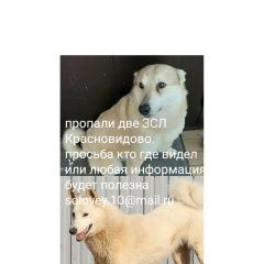 Подробнее об объявлении «Пропала собака Можайск» Фото: пропала собака Западно-сибирская лайка «Пропала собака Можайск» в г. Можайск