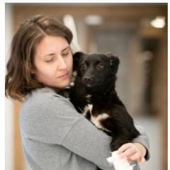 Подробнее об объявлении «Абрамцево Пропала собака» Фото: пропала собака  «Абрамцево Пропала собака» в г. Абрамцево