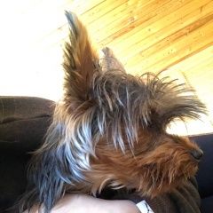 Подробнее об объявлении «Пропала собака Троицк» Фото: пропала собака Йоркширский терьер «Пропала собака Троицк» в г. Троицк