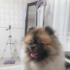 Подробнее об объявлении «Витебск Пропала собака кобель» Фото: пропала собака Фараонова собака «Витебск Пропала собака кобель» в г. Витебск