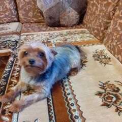 Подробнее об объявлении «Пропала собака кобель арчи Голицыно (Московская обл.)» Фото: пропала собака Йоркширский терьер «Пропала собака кобель арчи Голицыно (Московская...» в г. Голицыно (Московская обл.)