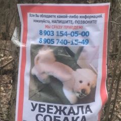 Подробнее об объявлении «Пропала собака кобель в сао темирязевский парк Москва» Фото: пропала собака Пудель «Пропала собака кобель в сао темирязевский парк...» в г. Москва