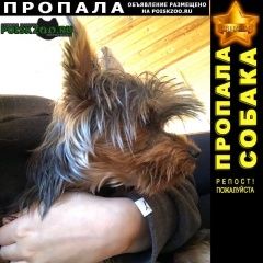Подробнее об объявлении «Пропала собака йоркширский терьер (девочка) Москва» Фото: пропала собака Йоркширский терьер «Пропала собака йоркширский терьер (девочка) Москва» в г. Москва