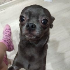 Подробнее об объявлении «Пропала собака кобель Санкт-Петербург» Фото: пропала собака Чихуахуа «Пропала собака кобель Санкт-Петербург» в г. Санкт-Петербург