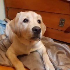 Подробнее об объявлении «Пропала собака лабрадор, 7 мес Калининец» Фото: пропала собака Лабрадор ретривер «Пропала собака лабрадор, 7 мес Калининец» в г. Калининец